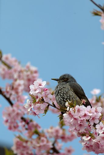 EF100-400mm F4.5-5.6 L IS