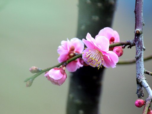 Sigma APO 135㎜‐400㎜F4.5-5.6
