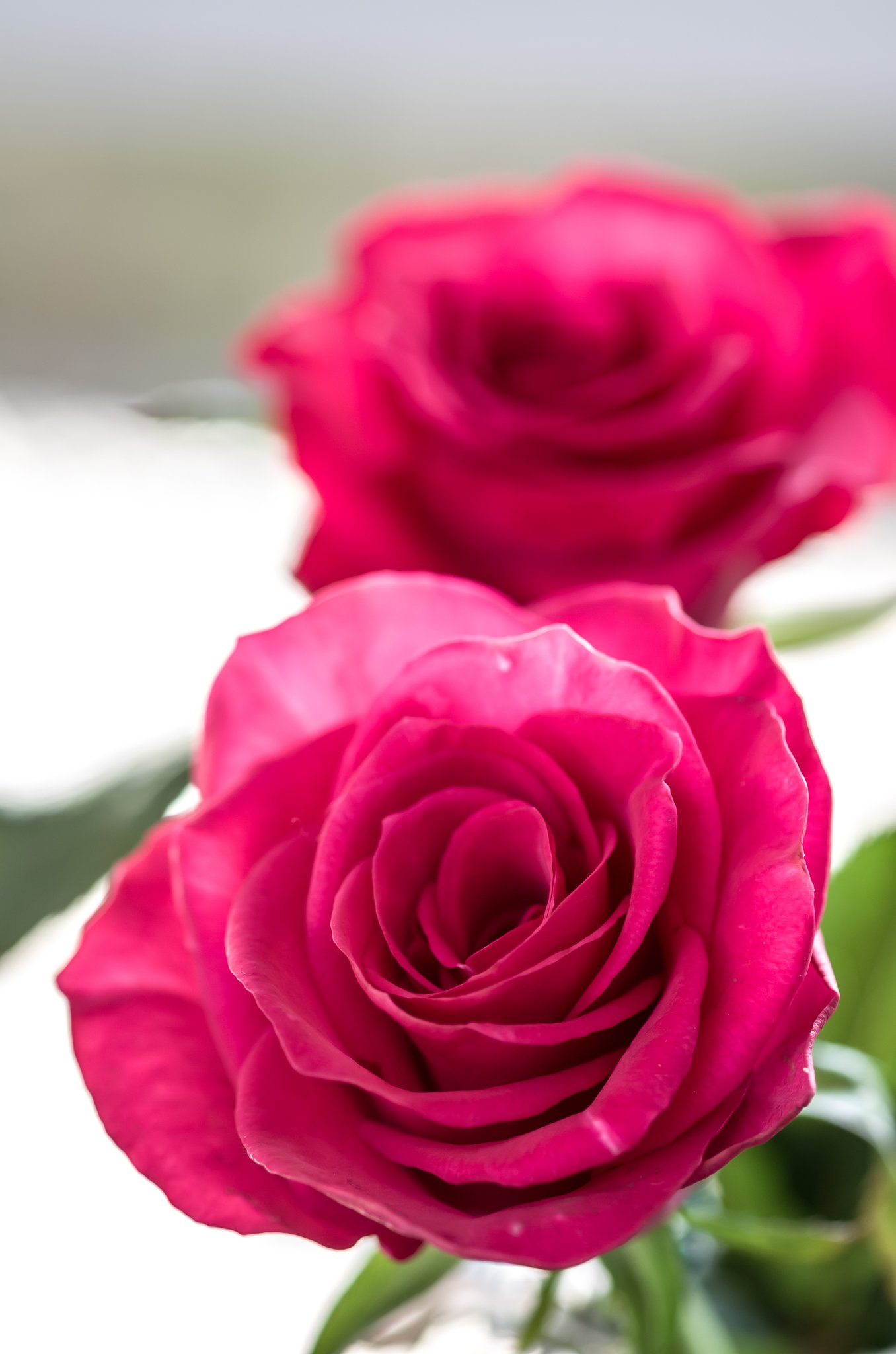 SIGMA MACRO 70mm F2.8