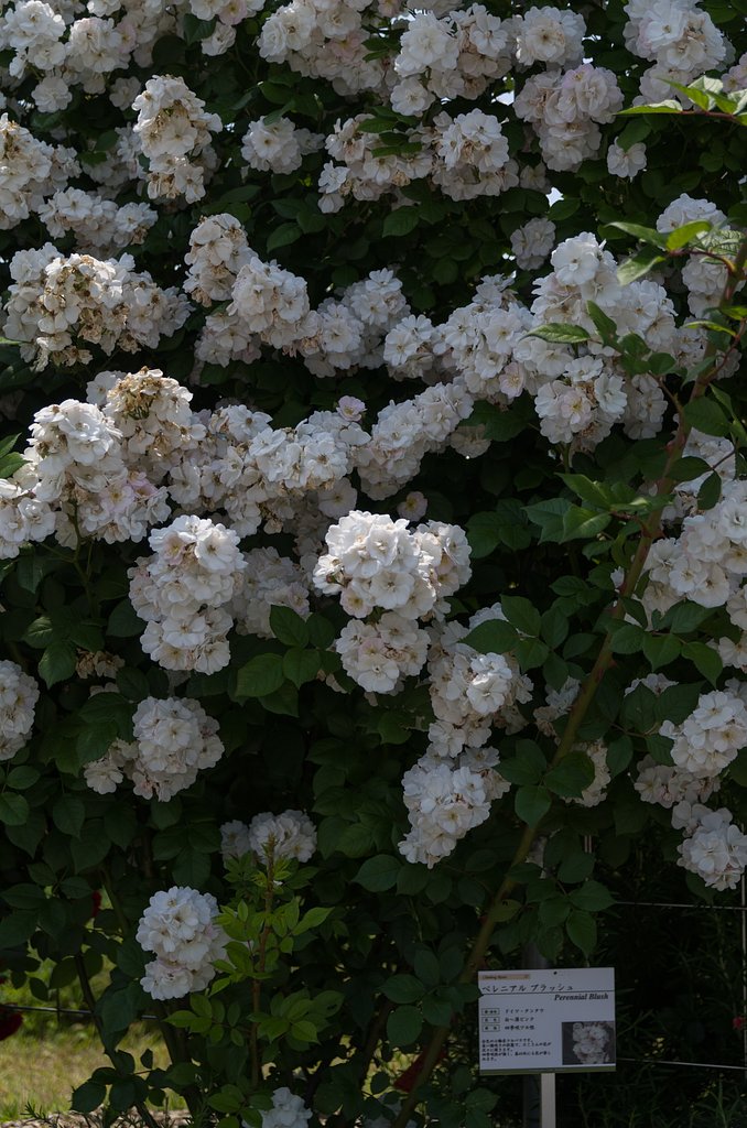SIGMA 17-50mm F2.8 EX DC HSM 