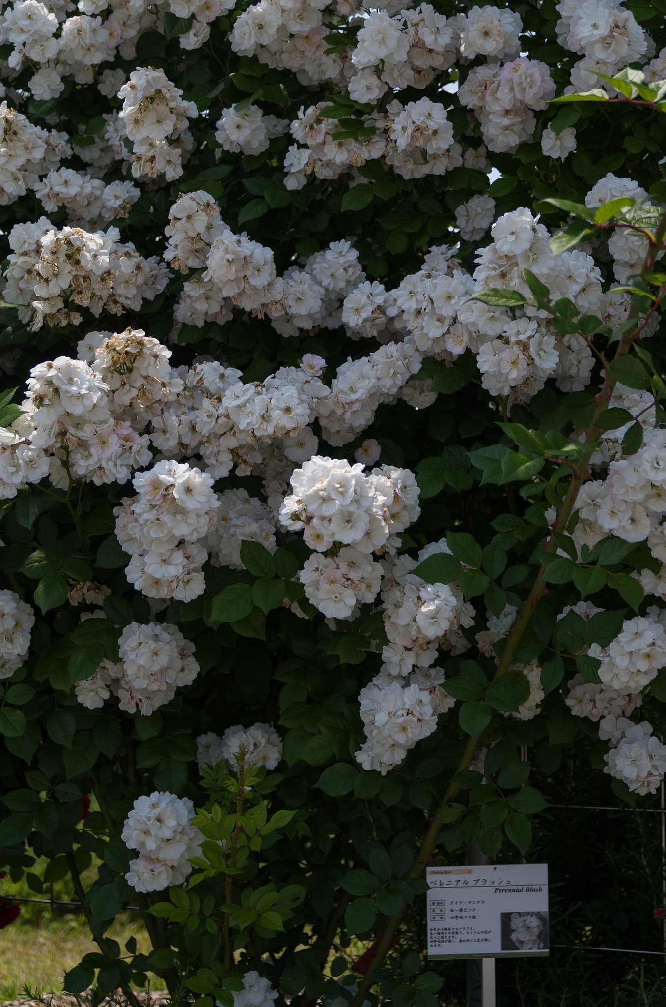 SIGMA 17-50mm F2.8 EX DC HSM 