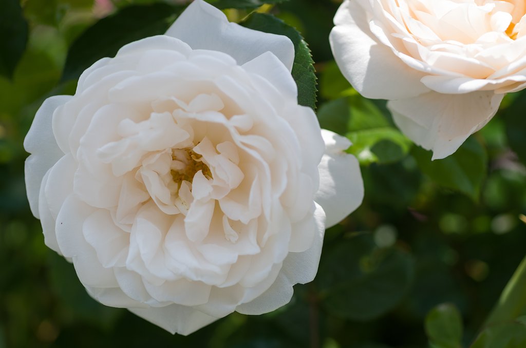 SIGMA MACRO 70mm F2.8