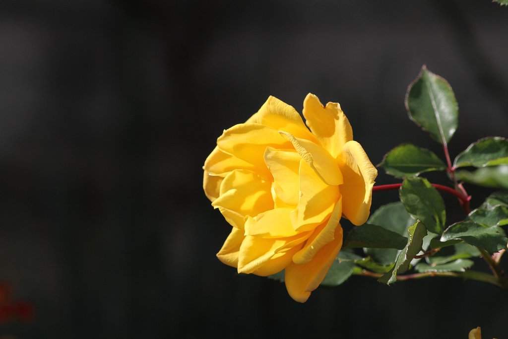黄色い薔薇