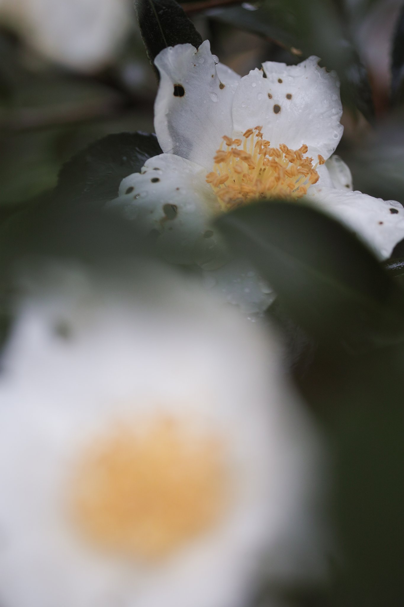 山茶花
