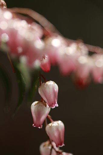 馬酔木（あせび）