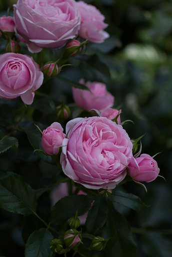 SIGMA MACRO 70mm F2.8