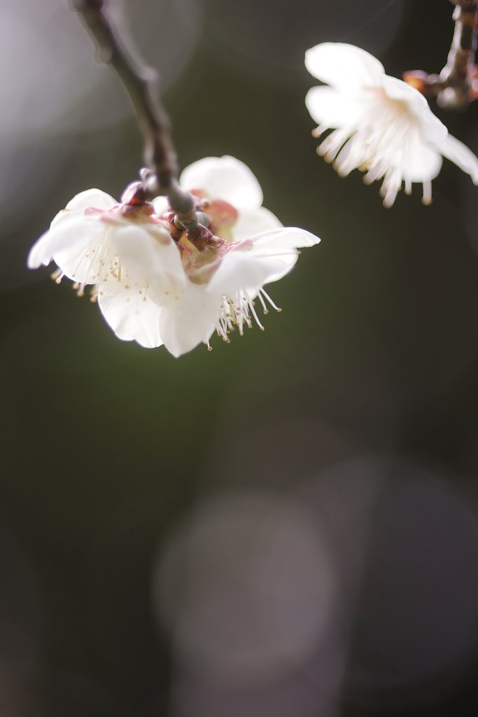 白梅