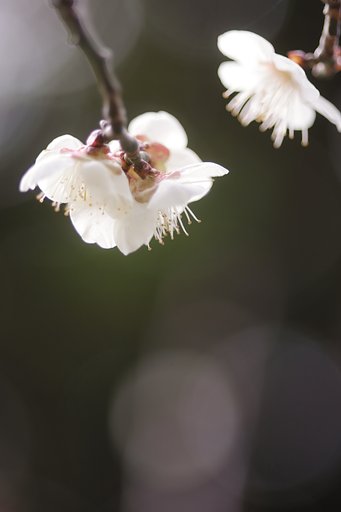 白梅