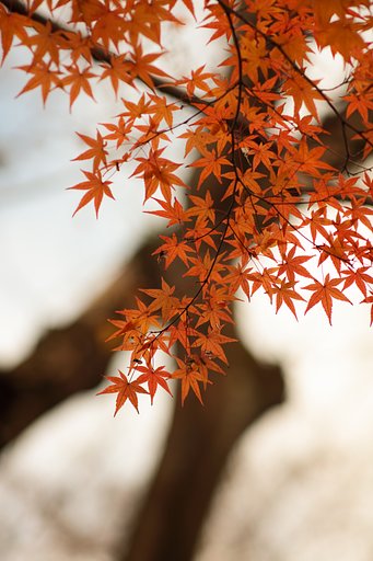 CONTAX645 S210mmF4