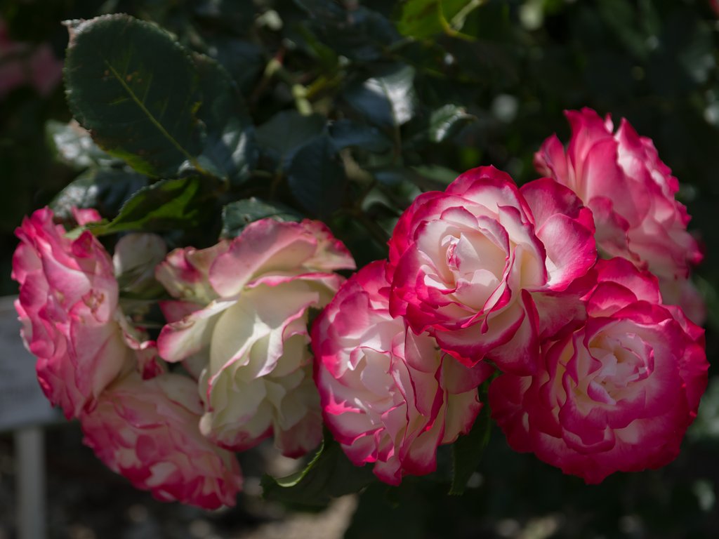SIGMA 17-50mm F2.8 EX DC HSM 