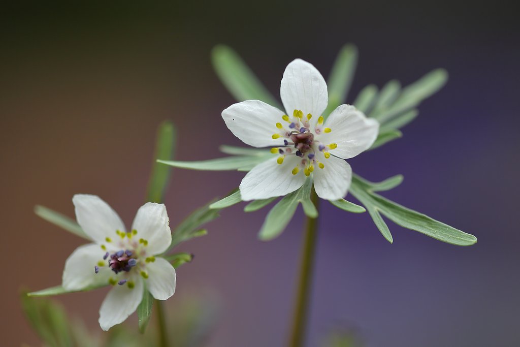 暦より１か月遅れの花