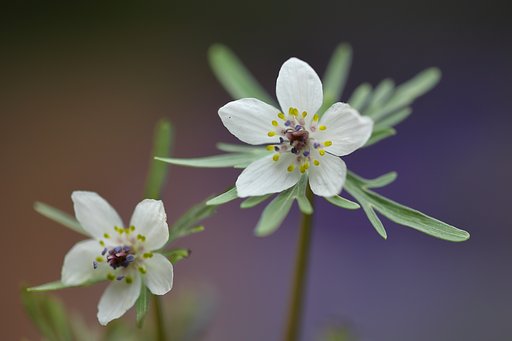 暦より１か月遅れの花