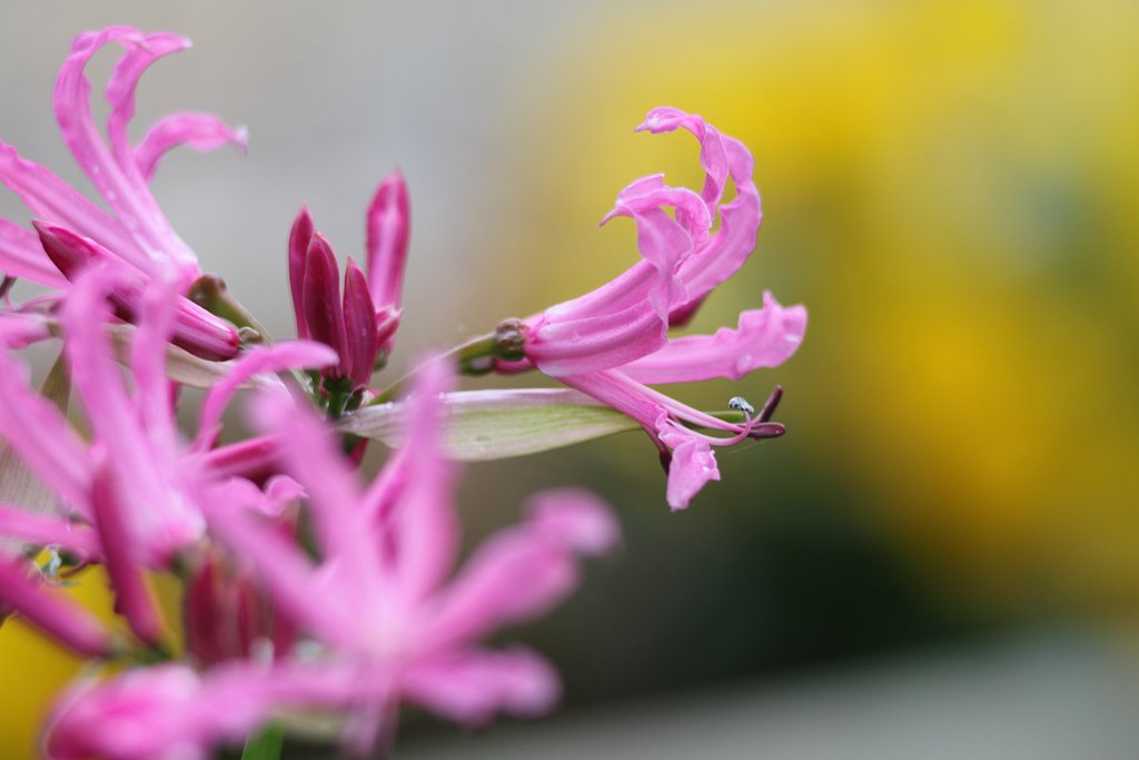 テスト１　ネリネ