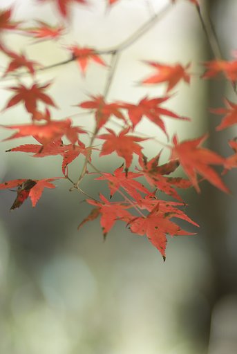 来年までさようなら。