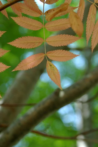 ナナカマド気が早いよ