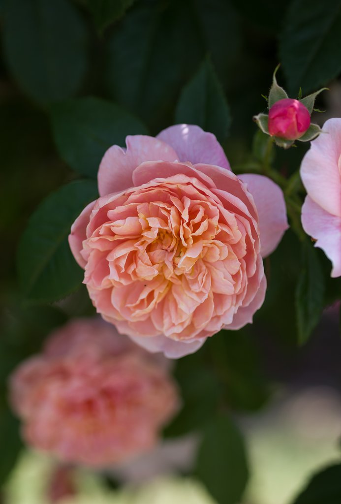 SIGMA MACRO 70mm F2.8