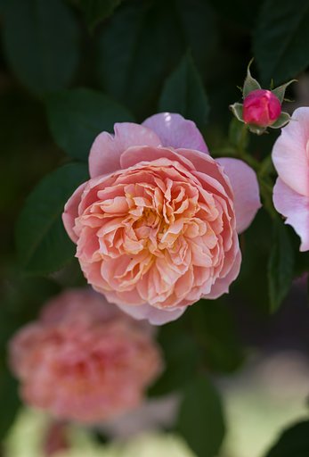 SIGMA MACRO 70mm F2.8