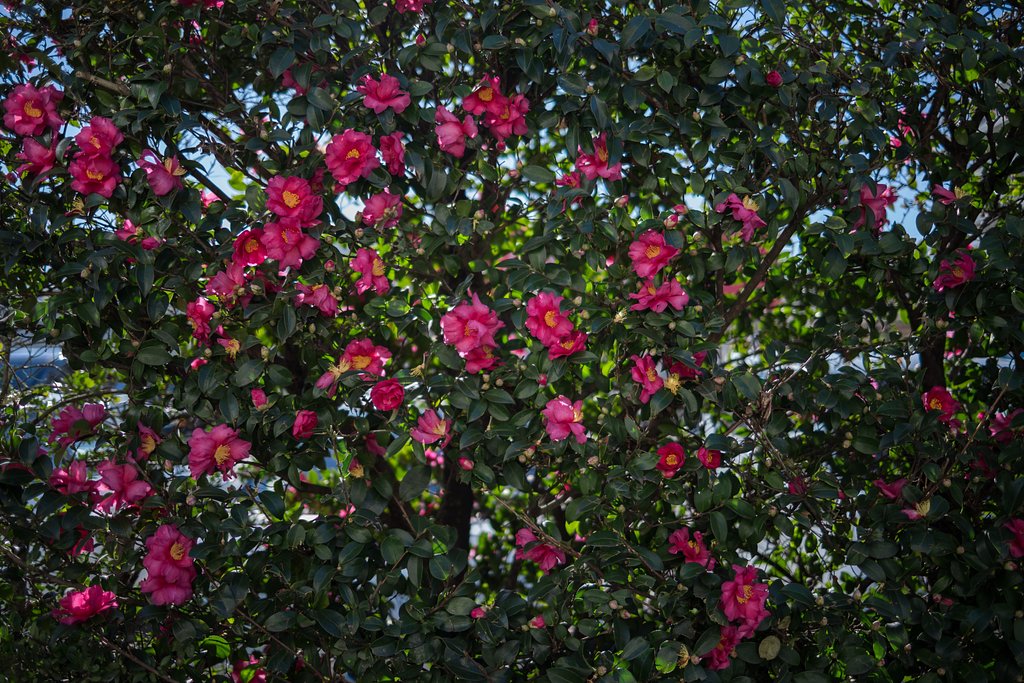 冬の花