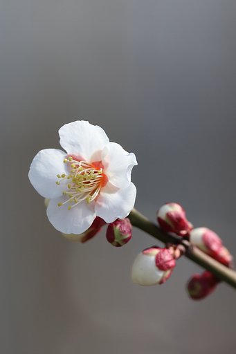 白梅・・なぜか子持ちシャコを思い出す