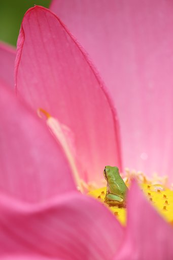 カエルも花が好きらしい