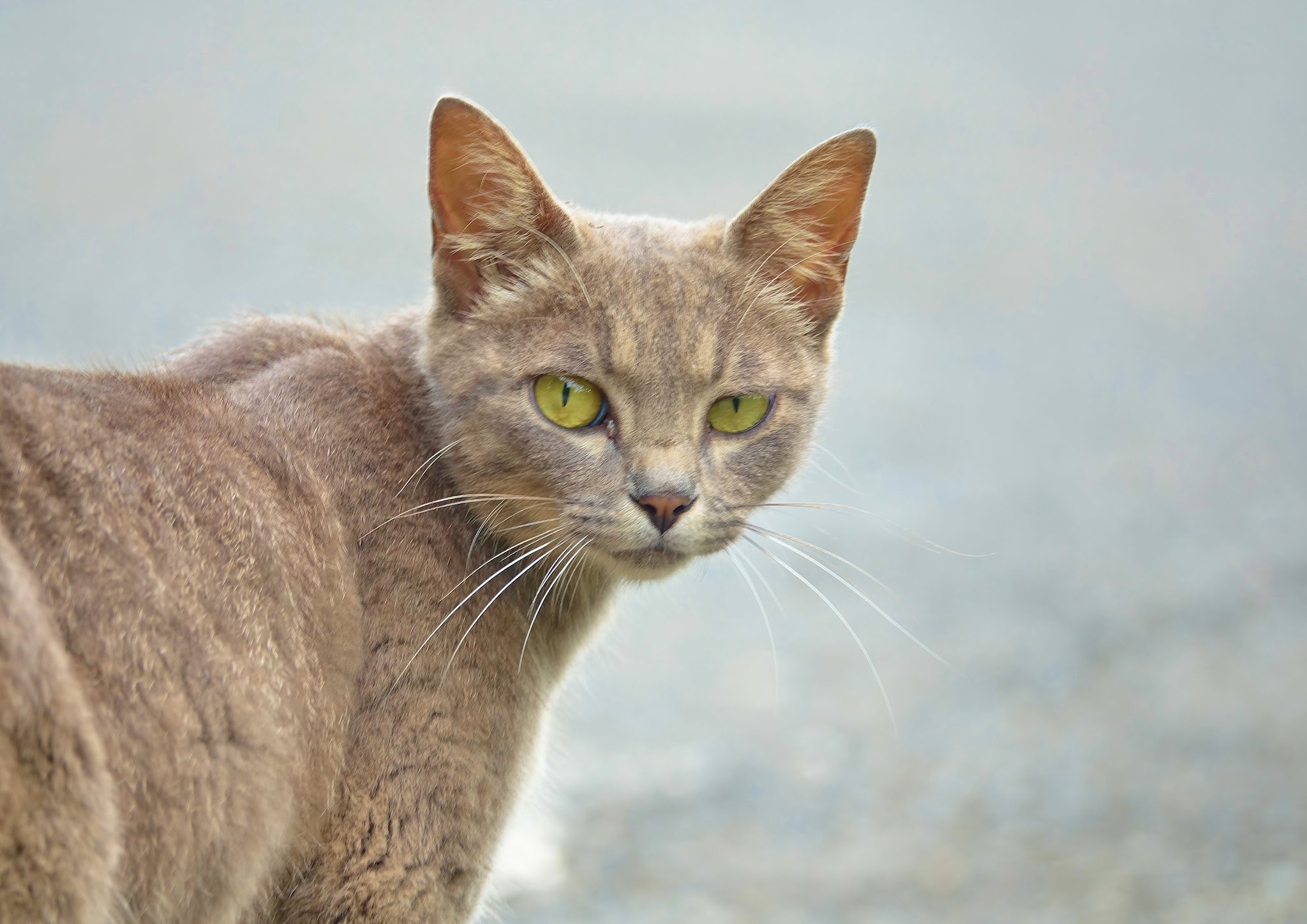 地域猫