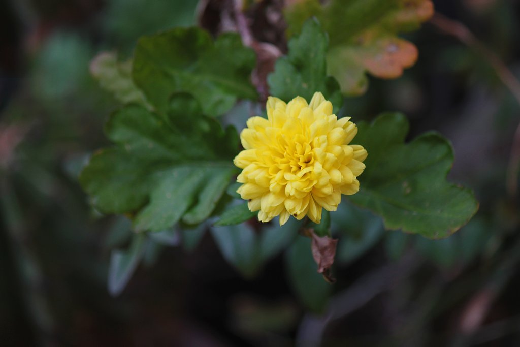 春に咲きたい小菊