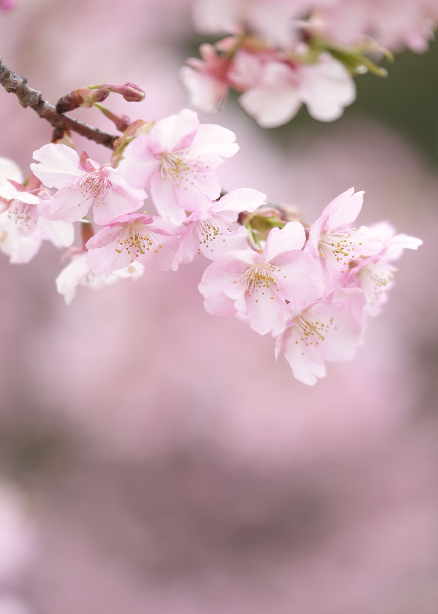 河津桜