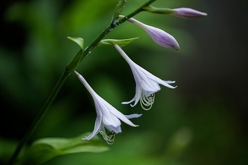 キボウシ２