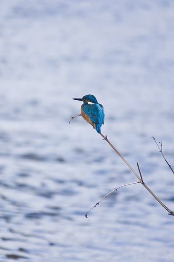 眺めるカワセミ姿