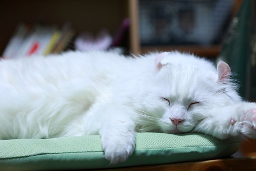 穏やかなお正月でありますように