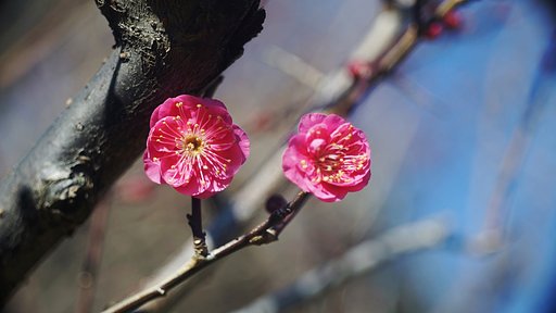 梅の開花
