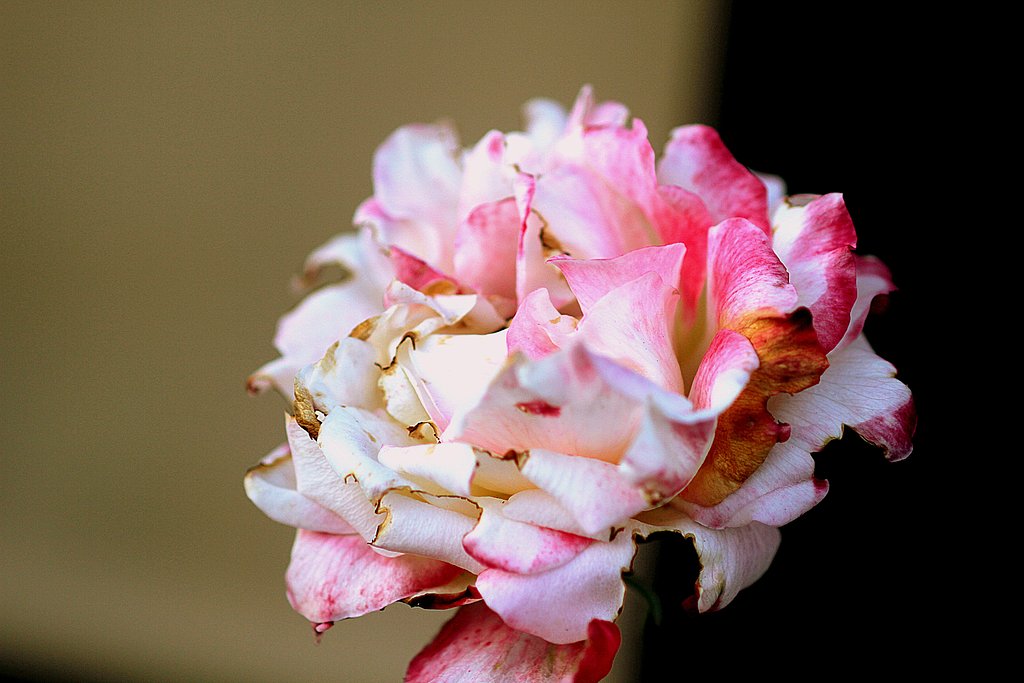 残ってる薔薇の花