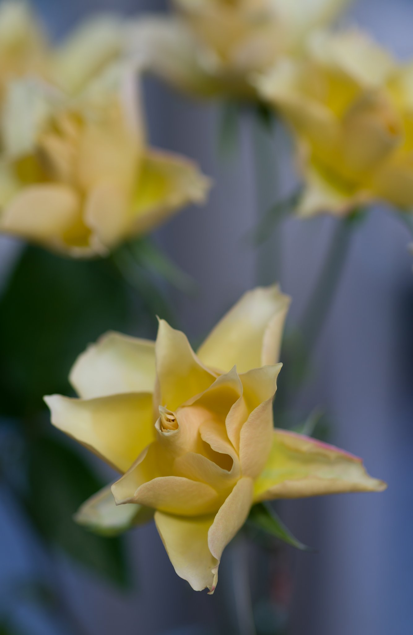 SIGMA MACRO 70mm F2.8