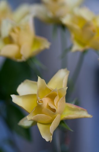 SIGMA MACRO 70mm F2.8