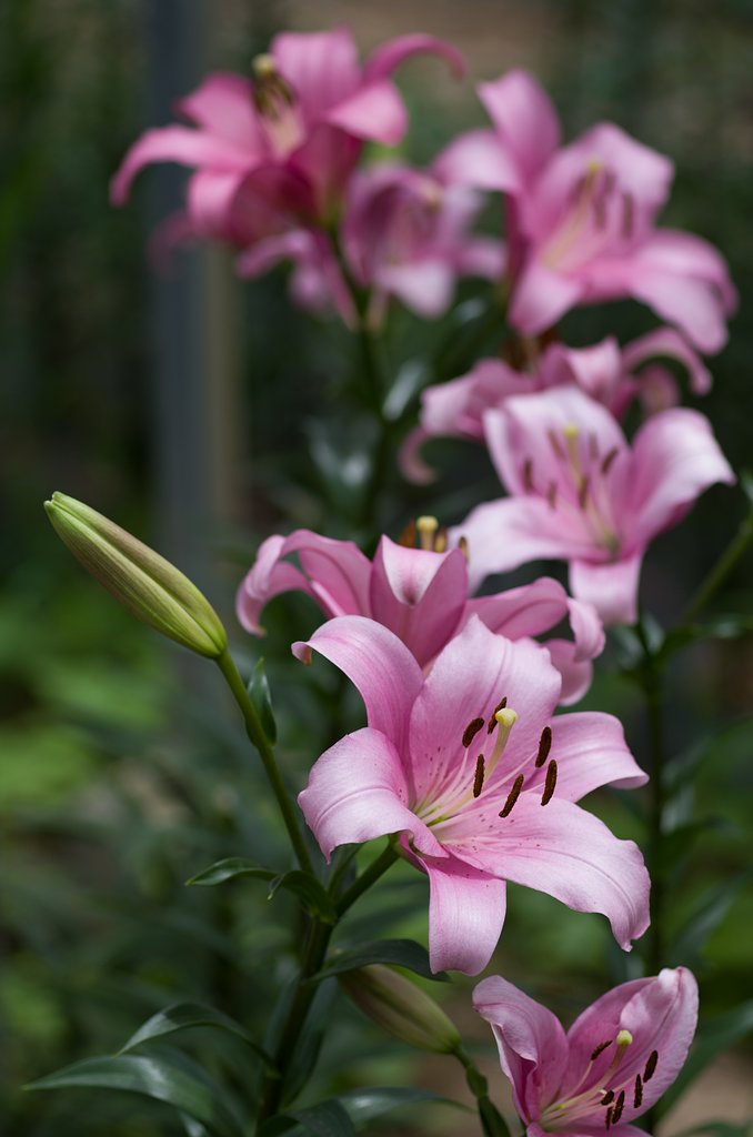 百合園