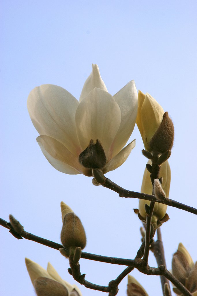 木蓮開花２