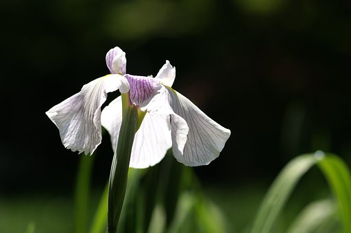 あ、咲いた。ハナショウブ