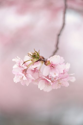 河津桜