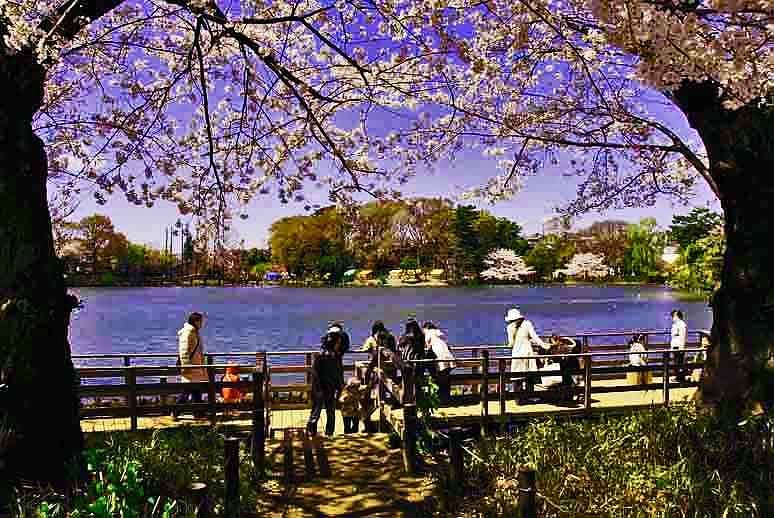 洗足池の桜