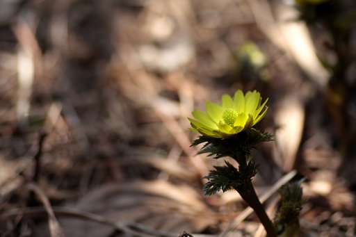 木陰の福寿草