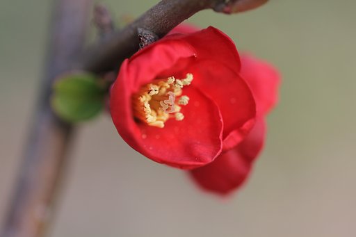 赤色の木瓜