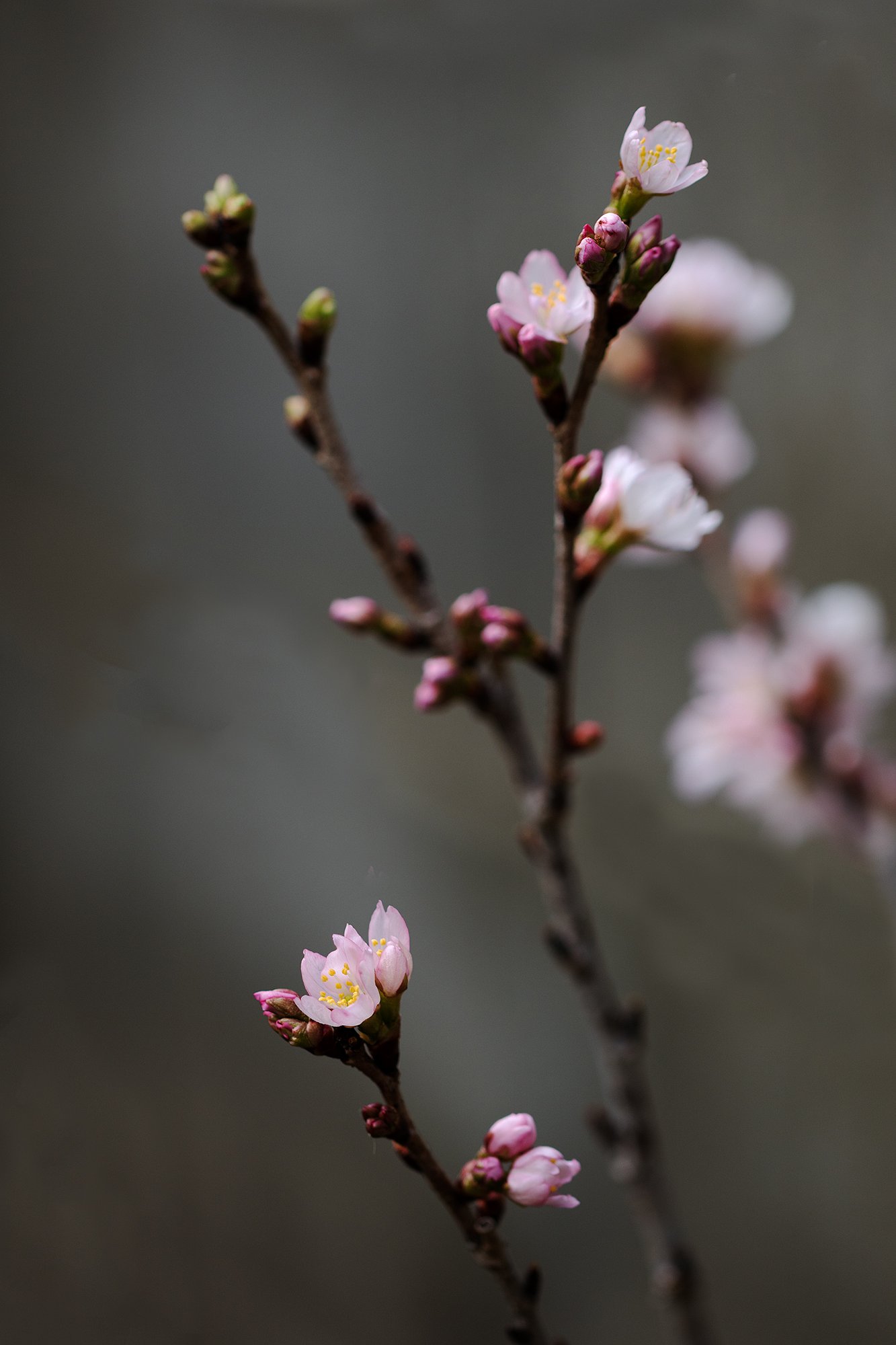 我が家の桜が咲き始めました