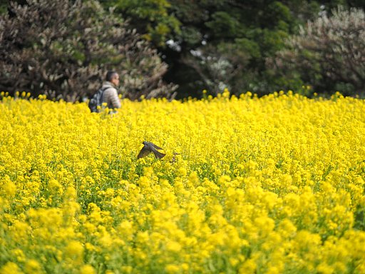 着陸体勢