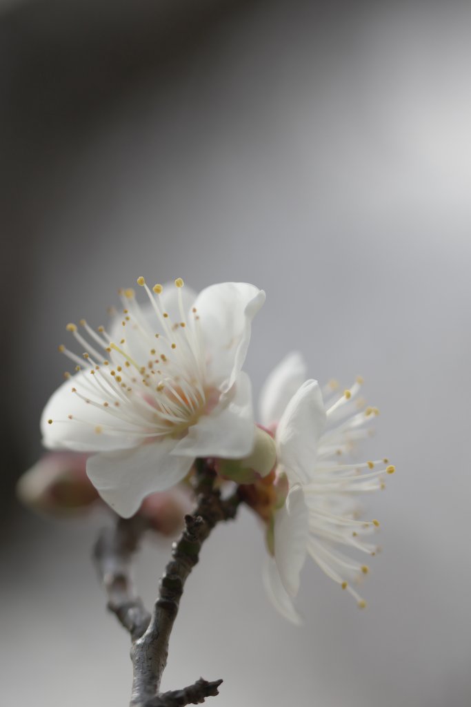 SP 90mm F/2.8 Di MACRO 1:1 VC USD（Model F017）
