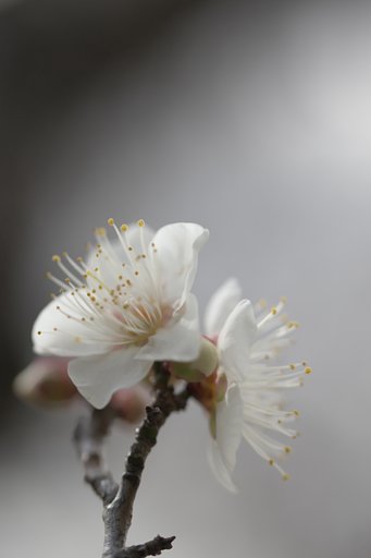 SP 90mm F/2.8 Di MACRO 1:1 VC USD（Model F017）