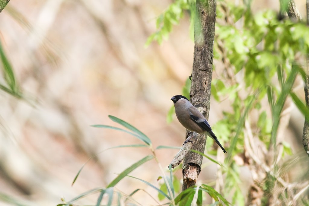 ウソ♀