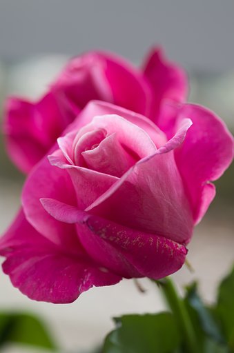 SIGMA MACRO 70mm F2.8