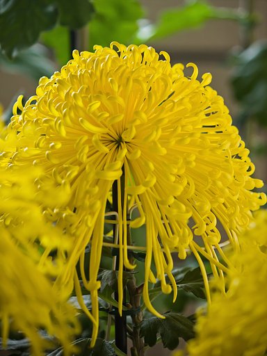 黄色い大輪、糸菊
