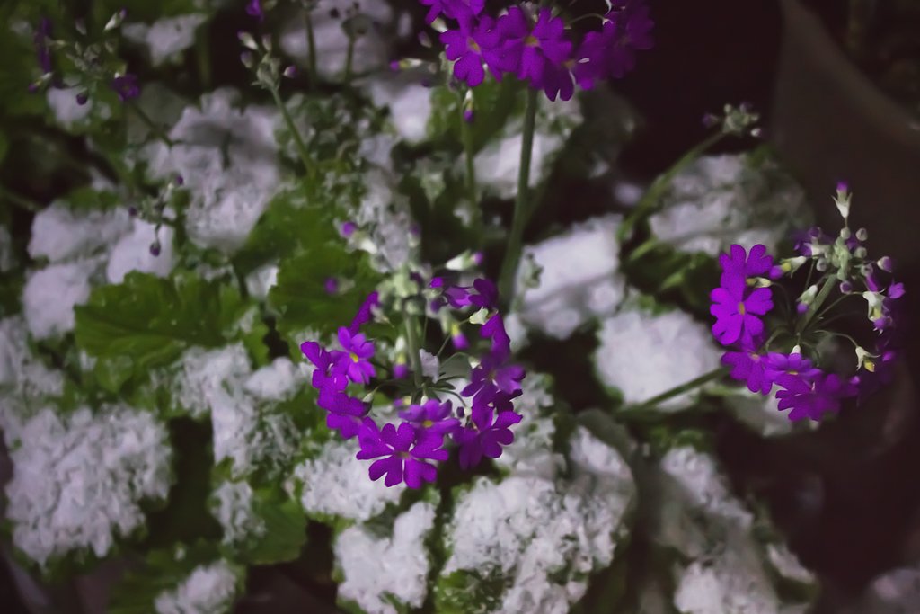 雪のサクラソウ