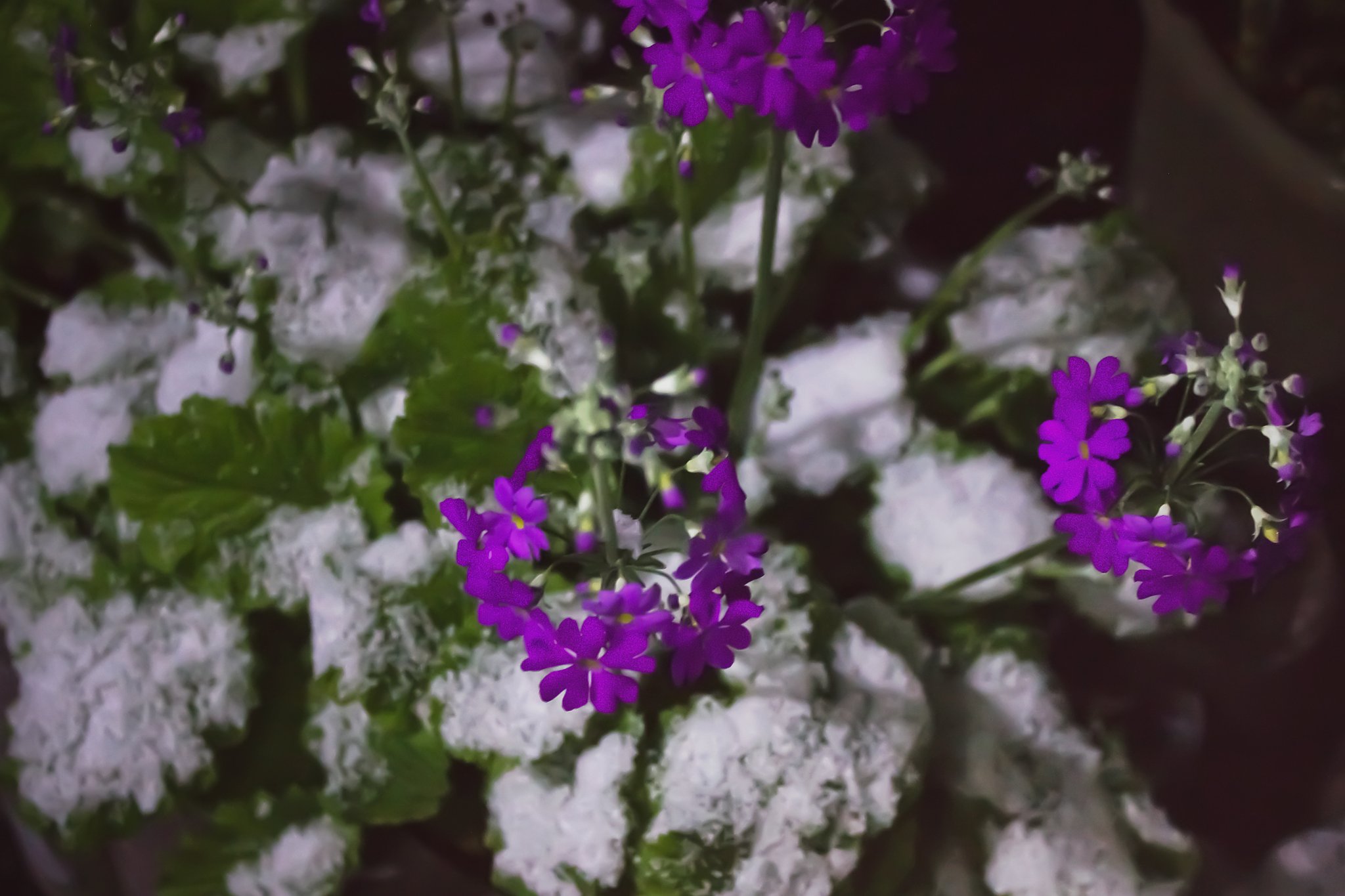 雪のサクラソウ